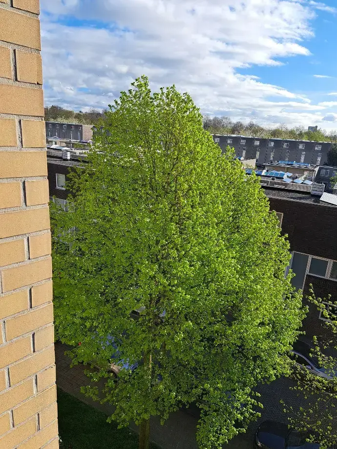 Boom met groen lenteblad
