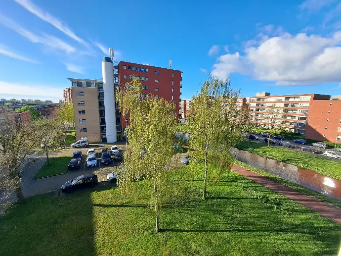 Bomen in bloei in de lente in rotterdam